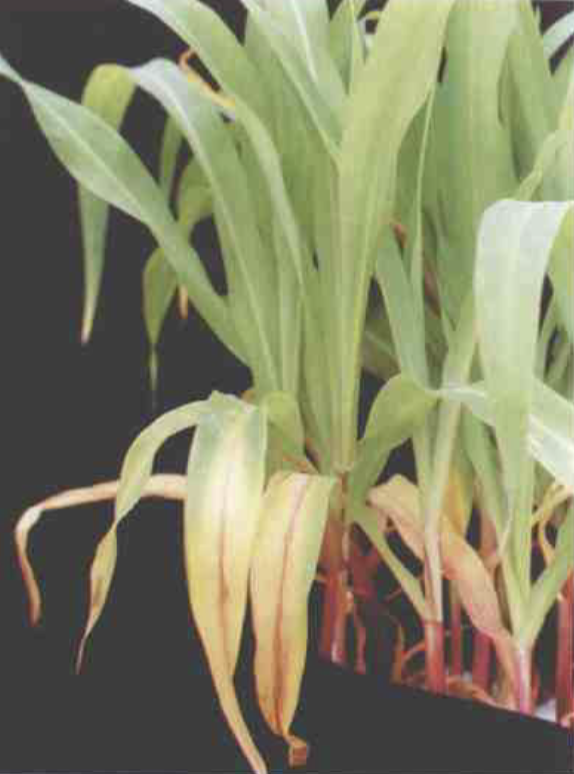 科學用好氮磷鉀 大曉智能精準施肥提質增效