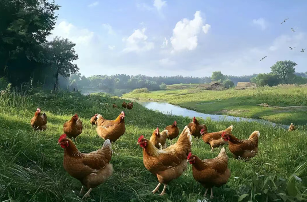 【政策解讀】2026年養雞政策補貼有哪些？申請條件+扶持額度+申請部門全解