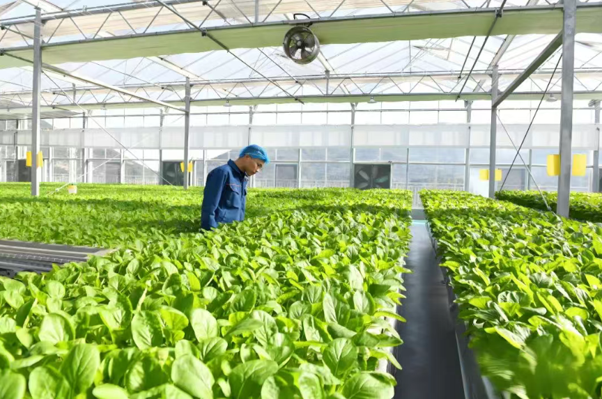 植物工廠掘金戰(zhàn)：五大商業(yè)模式破解90%虧損魔咒！