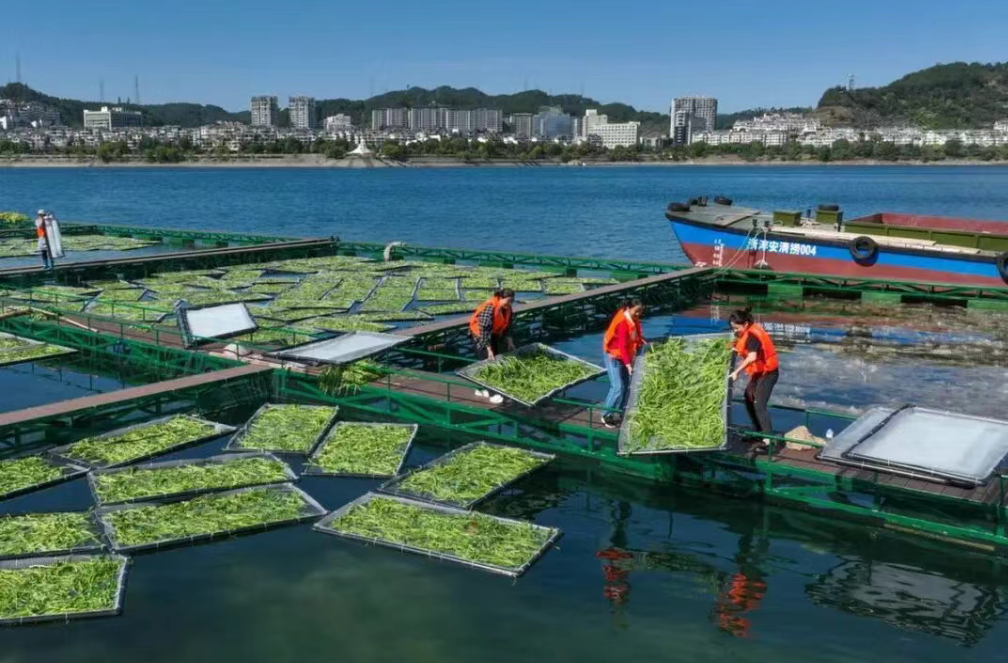 【知識(shí)分享】什么是稻漁綜合種養(yǎng)？（附模式）