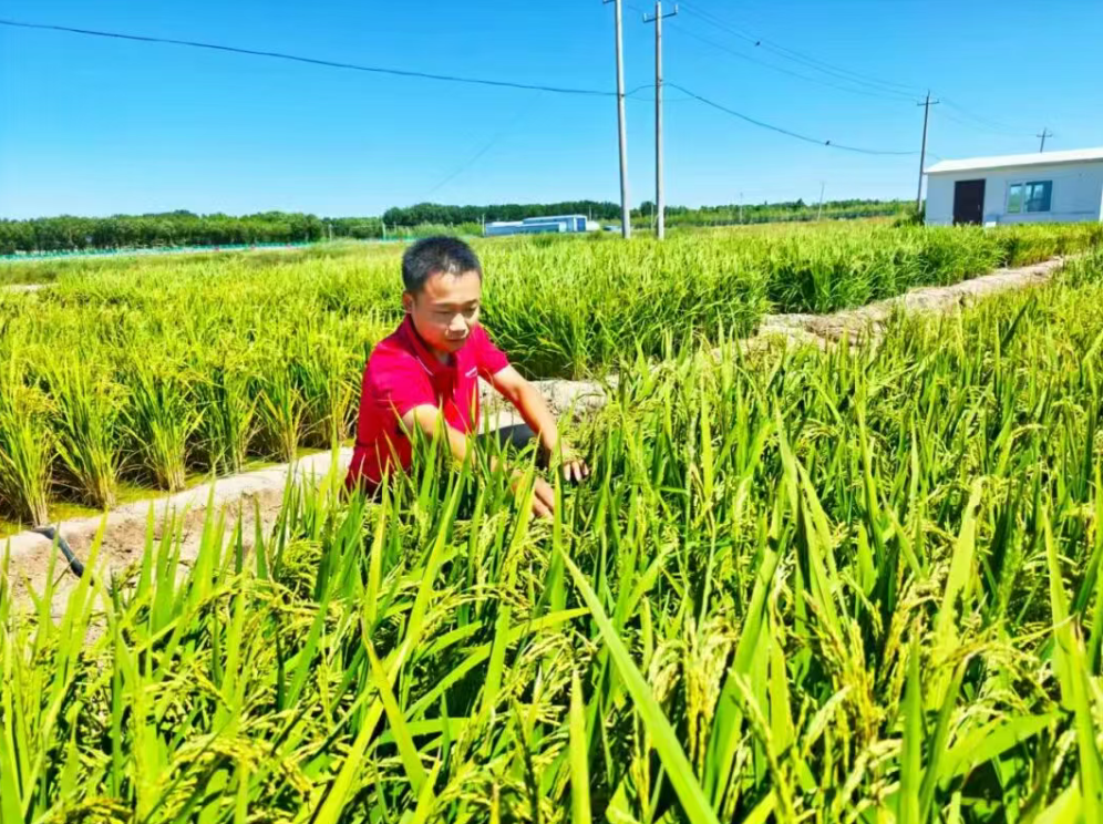 【循環(huán)農(nóng)業(yè)案例】牧原如何探索綠色循環(huán)農(nóng)業(yè)新路徑？
