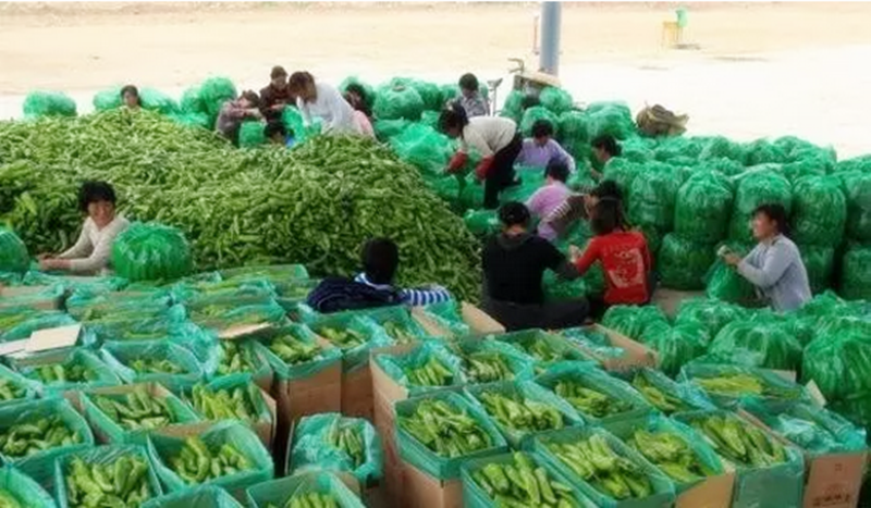 合作社成立1年，扶持資金200多萬，最后因為一點毀于一旦！