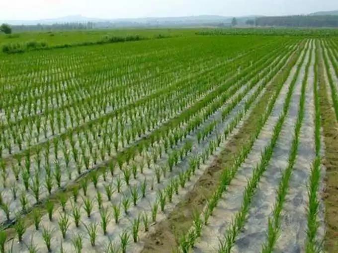 三農日報|我國將制定香椿產業系列標準；秸稈做成家具板材享受政策補貼