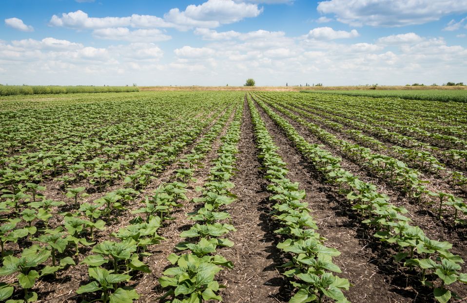 農業領域的這一萬億大市場，再不出手就晚了！
