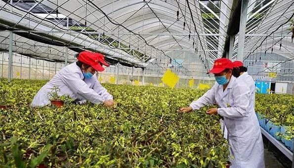 中國農業資源分散、特色農業如何裂變？答案：農業一體化