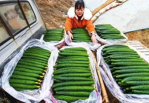 【模式研究】 訂單農(nóng)業(yè)發(fā)展模式探索