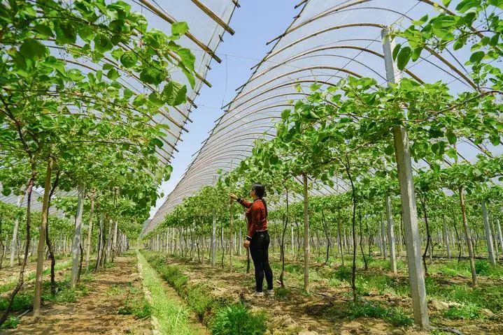 【創(chuàng)業(yè)知識】農(nóng)村創(chuàng)業(yè)應(yīng)成立什么主體：農(nóng)業(yè)公司、合作社、家庭農(nóng)場、農(nóng)業(yè)大戶