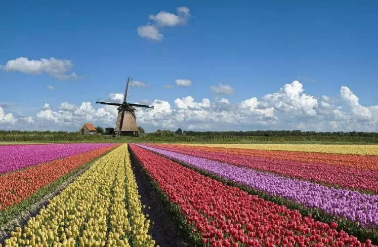 【世界農業案例】荷蘭農業如何實現高效生態