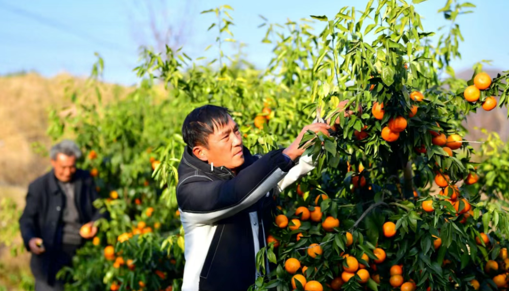 鄉(xiāng)村振興正當時！十大鄉(xiāng)村振興創(chuàng)新模式引爆農(nóng)業(yè)