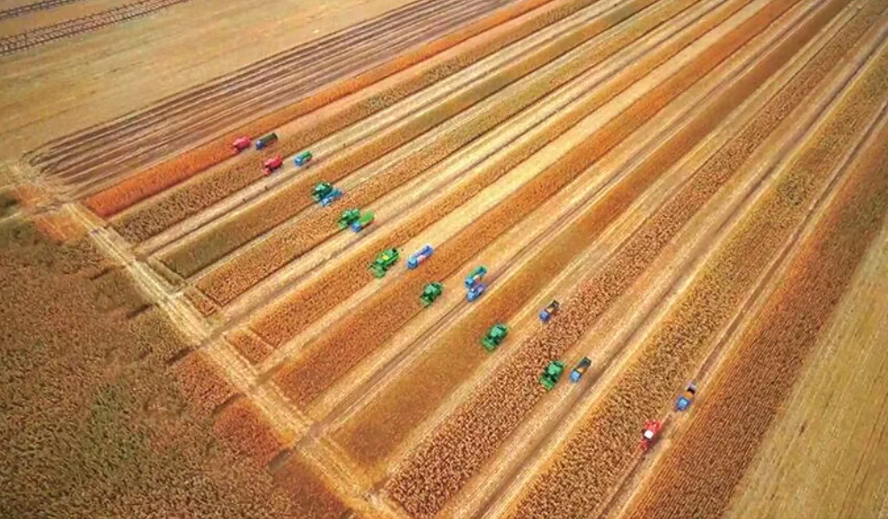 深度解讀！劃重點！中央一號文件有這些關鍵詞，機會也在這里