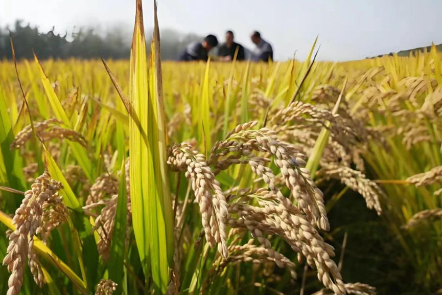 如何打造更賺錢的“無人農(nóng)場(chǎng)”？