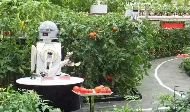 專家預測：未來30年將是大農業的天下；啥叫植物工廠