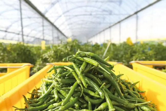 【理論研究】楊久棟：推進(jìn)農(nóng)產(chǎn)品產(chǎn)銷對(duì)接與供應(yīng)鏈建設(shè)