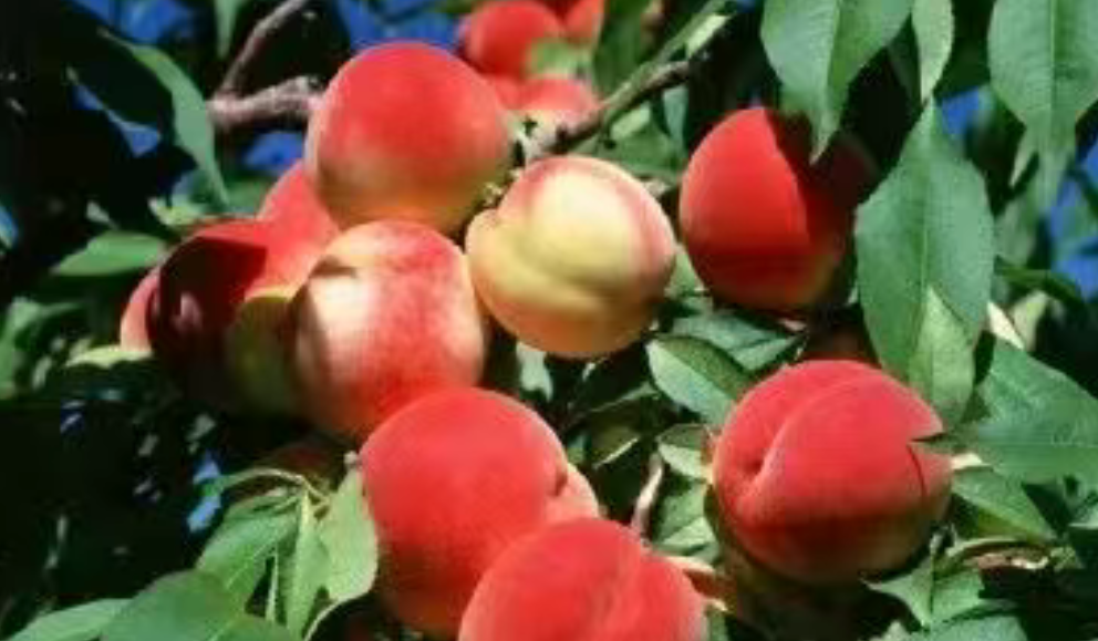 【品牌農(nóng)業(yè)案例】蜜桃產(chǎn)業(yè)如何借助數(shù)字化轉(zhuǎn)型升級