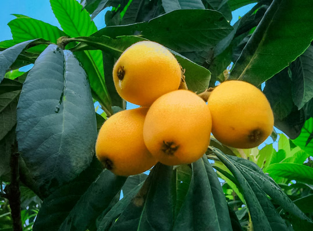 【品牌農(nóng)業(yè)】“地標(biāo)”產(chǎn)品如何走俏又生錢