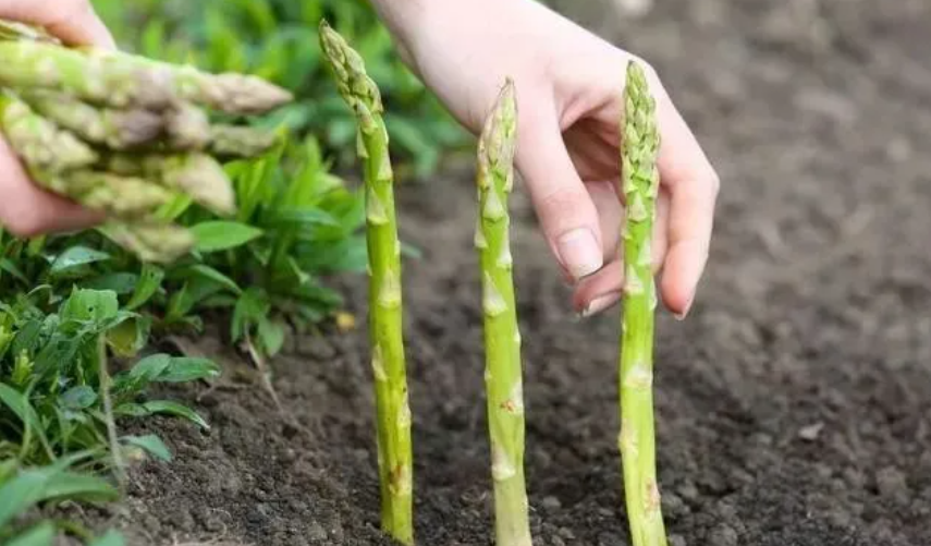 【農(nóng)業(yè)案例】農(nóng)業(yè)創(chuàng)業(yè)中的5個(gè)坑，農(nóng)民看過后，選種植或養(yǎng)殖項(xiàng)目一定要謹(jǐn)慎！